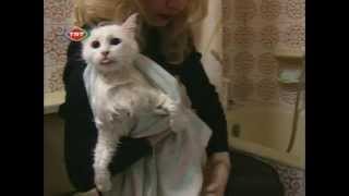 The Angora Cat  Ankara Kedisi Documentary english [upl. by Ansell]