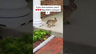 Did You Spot the Adorable Bunnies on Bay Paths Campus [upl. by Edana]