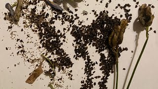 Collecting Seed From Your Delphiniums [upl. by Ennairoc]