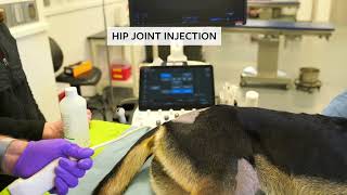 Ultrasoundguided arthrocentesis amp intraarticular injections of the hip amp shoulder joints in dogs [upl. by West612]