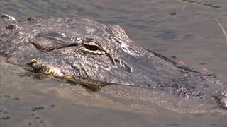 Arthur R Marshall Loxahatchee NWR General Video [upl. by Eniamrehc]