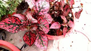 Polka dot plant Hypoestes phyllostachya care [upl. by Akiv]