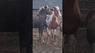 Young mares petting a stallion । Managing Mixed Gender Herds [upl. by Ruon]