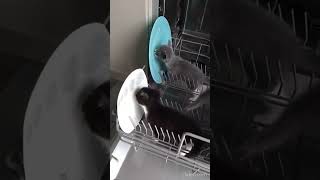 How the inside of a dishwasher works [upl. by Ahsimik]