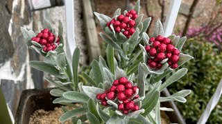 A Unique Plant Helichrysum ‘Ruby Clusters’ [upl. by Htessil]