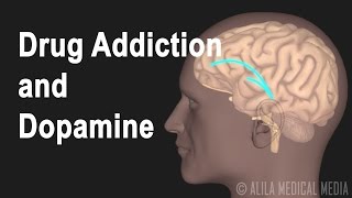 Mechanism of Drug Addiction in the Brain Animation [upl. by Halullat]