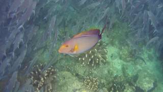 Yellowfin Surgeonfish Acanthurus xanthopterus [upl. by Fira]