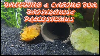 Bristlenose Plecos Breeding and Care [upl. by Powell780]