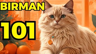 Birman cat pros and cons  Everything you need to know [upl. by Yllut]