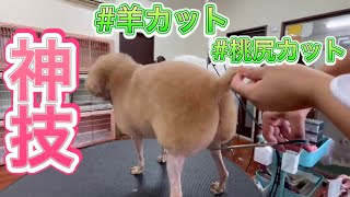 トリミングDAY〜プロの技！羊カットと桃尻カットが出来るまで【トリミング動画】【トイプードルモカ】 [upl. by Nitsrik104]