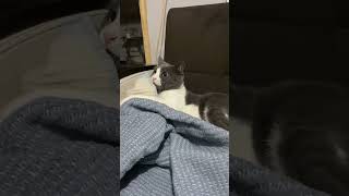 Hyper cat vs unamused cat 😂🐱  🎥Collab shorts cat catvideos [upl. by Caddric]