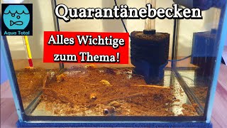 Quarantänebecken für Garnelen Fische und Schnecken  Alles was du darüber wissen musst  Aquarium [upl. by Anahsohs374]