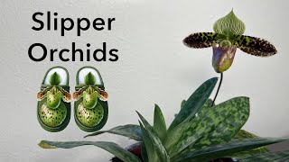 Potting Paphiopedilum Orchid Divisions [upl. by Galvan503]