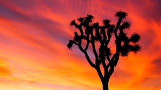 Historic Joshua Tree Bloom Whats the Cause [upl. by Doran]