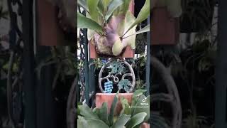 Staghorn Ferns are the easiest ferns to keep alive  Fern Care  High Humidity Plants [upl. by Alocin]