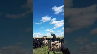 Questi sono i gauchos di Pontassieve in Uruguay ha fare una transumanza a cavallo [upl. by Mickey58]