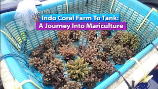 Indo Coral Farm To Tank A Journey Into Mariculture [upl. by Nylave]