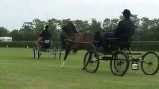 beautiful hackney Horses [upl. by Frasco89]