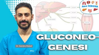 Metabolismo gluconeogenesi [upl. by Beatty684]