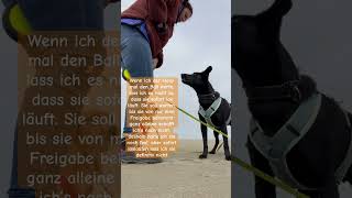 hundestrand mydog dogtraining dog [upl. by Fiedler]