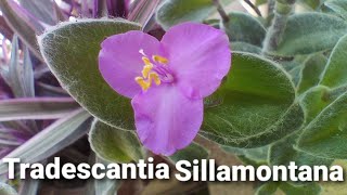 How to grow and care Tradescantia Sillamontana  white gossamer  white velvet  spider wort plant [upl. by Ecirtaemed]