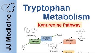 Tryptophan Metabolism Degradation and the Kynurenine Pathway [upl. by Ayekel]