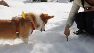 Corgi Yukis First Experience in the Snow [upl. by Dahcir]