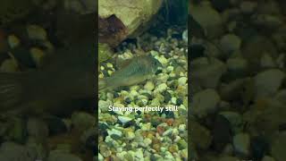 Green Aeneus Cory Catfish  A New Addition To The Aquarium [upl. by Sonitnatsnoc]