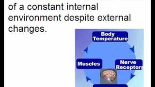 Communication and Homeostasis Basics  A2 Biology Revision  OCR Unit 411 [upl. by Ahsakat]