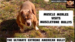 MuscleMerlescom AMERICAN BULLY EPISODE 3 VISIT to MUSCLETONE BULLYS [upl. by Adehsor]