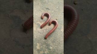 Millipede insect part 18 millipede millipedes centipede insects wildlife animals shorts [upl. by Alby]