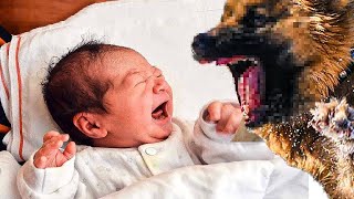 Dog Wont Stop Barking While The Baby Is Sleeping When Parents Find Out Why They Called The Police [upl. by Eldnar]