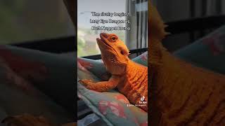 Bearded Dragon vs African Gray [upl. by Saiasi]