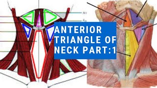 ANTERIOR TRIANGLE OF NECK  SUBMENTAL TRIANGLE  DIGASTRIC TRIANGLE [upl. by Nytsirhc424]