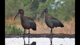 Hadeda Ibis ponder life Francolin wander past as birds sing [upl. by Brenan]