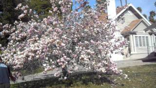 Magnolia soulangeana in full bloomAVI [upl. by Eppes901]