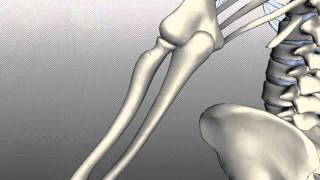 Radius and Ulna  Anatomy Tutorial [upl. by Ecinej]