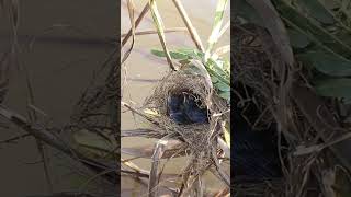 Baby Birds Remarkable Feat Eat In Nest EP114 birdslover birdwatch wildlife viralvideo birds [upl. by Anauqes]