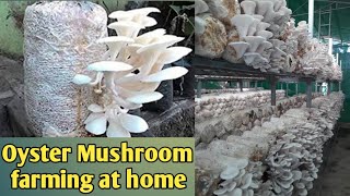 mushroom cultivation process mushroom farming [upl. by Lecia]