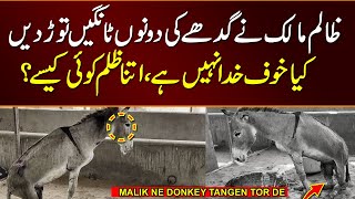 Donkeys Legs Broken by Heartless Owner in Hyderabad  ghade ki dono tangen toor den [upl. by Ieso]