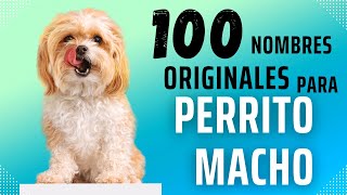 100 NOMBRES🐶 PARA PERROS MACHOS 100 ORIGINALES😳 2023👀😍 [upl. by Richardo]