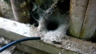 Funnel Web Spider attack [upl. by Helen]