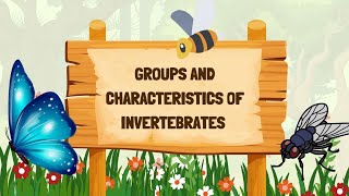 Groups of invertebratesGroups and Characteristics of invertebrates Characteristics of invertebrate [upl. by Aelanej65]