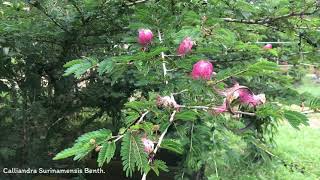 Calliandra Surinamensis Benth  Flower Shrubs amp Trees  🇵🇦 Panama [upl. by Urbain]