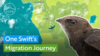 One Swifts Migration Journey  RSPB [upl. by Leeland]