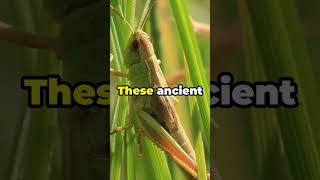 Interesting Facts About Grasshoppers You Didn’t Know [upl. by Rekoob]