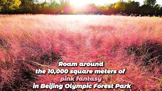 Roam around in the 10000 square meters of pink fantasy in Beijing Olympic Forest Park [upl. by Nickey]