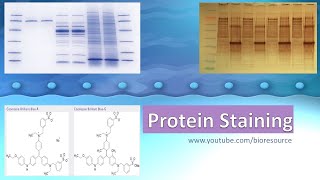 Protein Staining  Protein Gel Staining  Types Methods and principle [upl. by Eide]