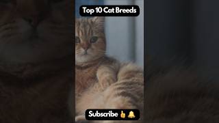 Top 10 Cat Breeds 🐈 mèo top10 shorts cat kitty catbreeds popularcats bestcatbreeds catlover [upl. by Ultun]