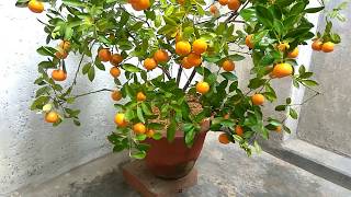 Chinease Orange  Calamondin Orange  A marvelous plant [upl. by Aihsenor]